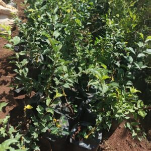 Plum Seedlings