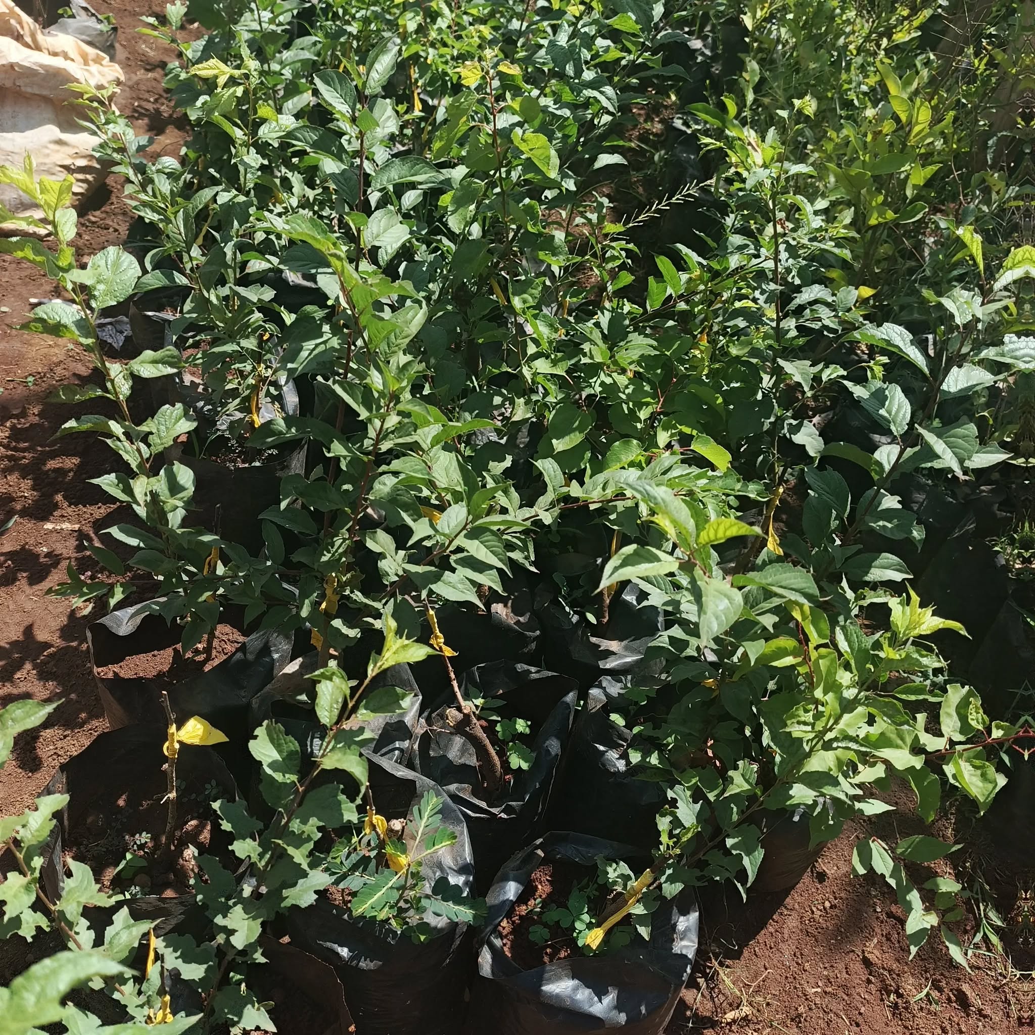 Plum Seedlings
