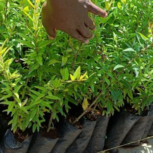 Pomegranate Seedlings