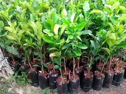 Pomelo Seedlings