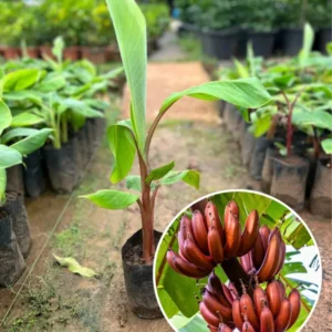 Red Banana Seedlings