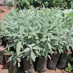 Sage Herb Seedlings