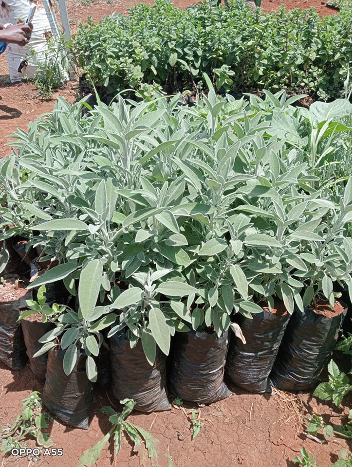 Sage Herb Seedlings