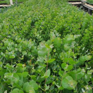 Silver Dollar Seedlings