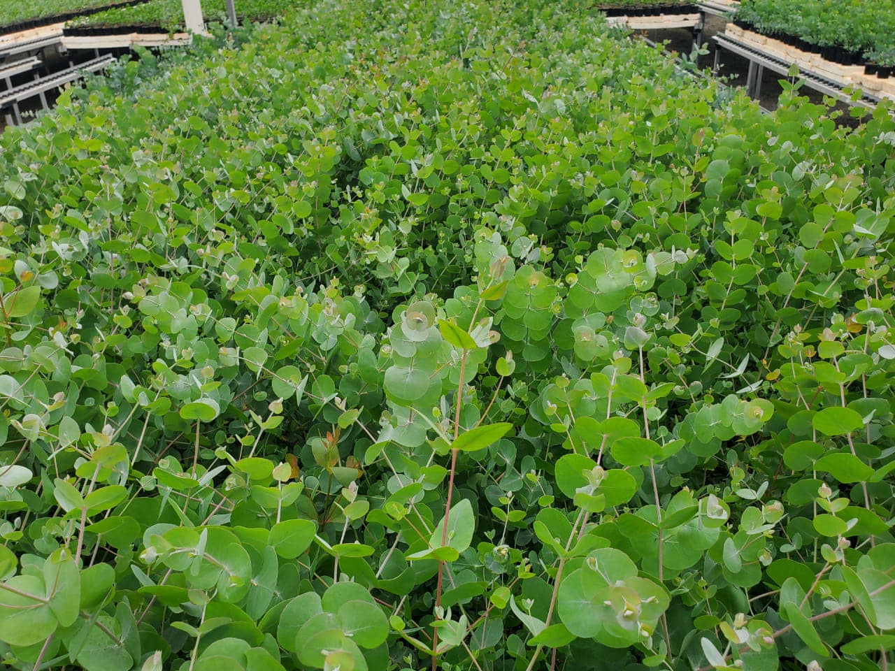 Silver Dollar Seedlings