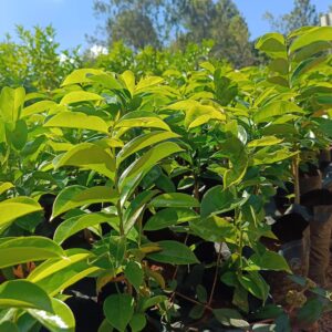 Soursop Seedlings