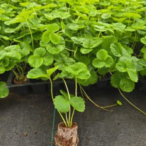 Strawberry Seedlings
