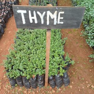Thyme Herb Seedlings