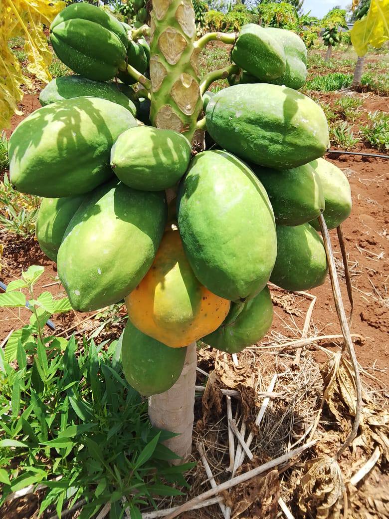 Best Pawpaw Varieties To Grow In Kenya For Fast Income best-pawpaw-varieties-to-grow-in-kenya-for-fast-income