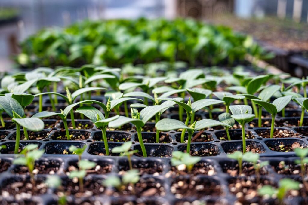 Vibrant seedlings growing in trays, perfect for gardening enthusiasts and horticulture projects.