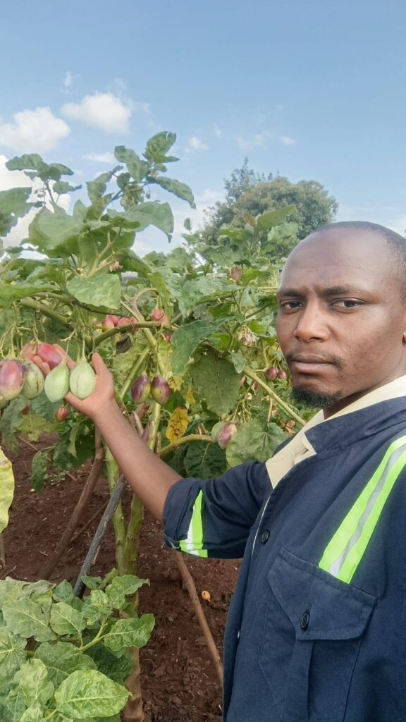 Tree Tomato (Tamarillo) Production in Kenya: Site Selection, Establishment and Orchard Management