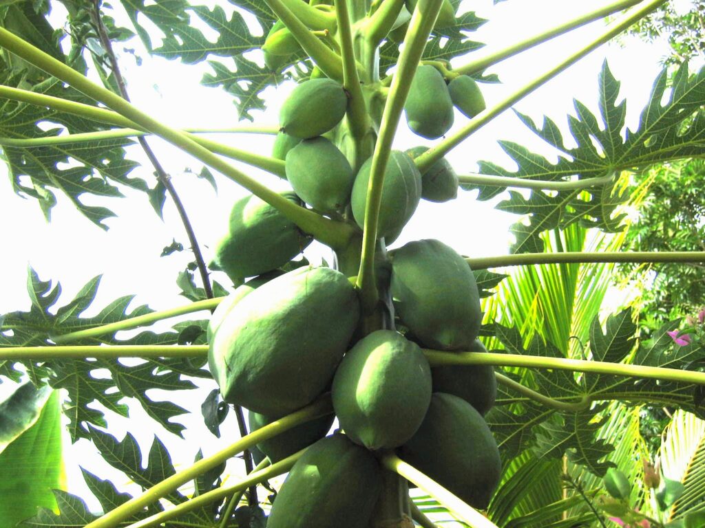 Papaya Sex Types Explained Choosing Planting Material and Managing Stands